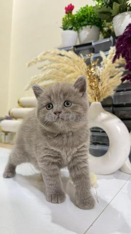 Scottish straight & fold - 2