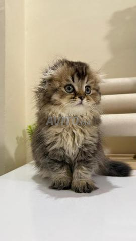 Highland Fold avec Pedigree - 2