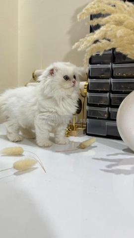 Highland Fold avec Pedigree - 2