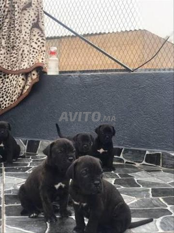 chiot Cane Corso