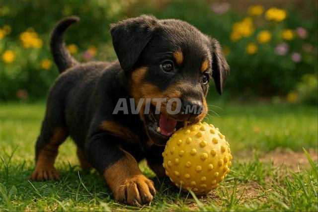 Chiot Rottweiler