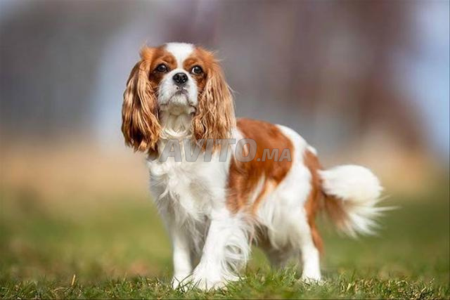 Cavalier King Charles