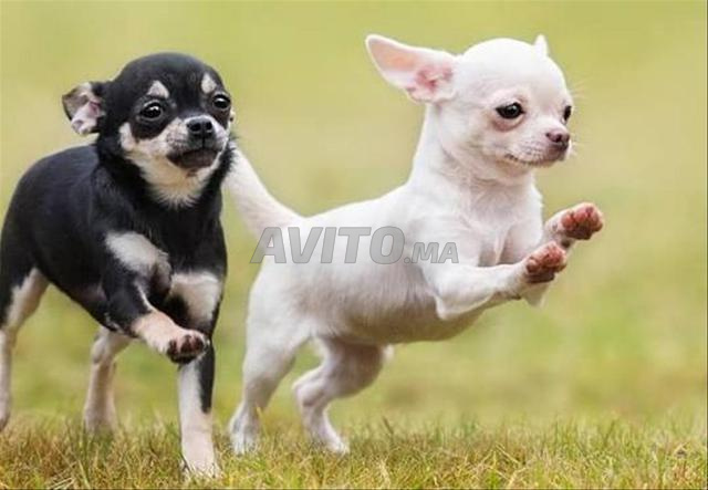 Chiot chihuahua - 2