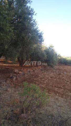 Terrain à vendre à Ain Chefaâ, environs de Fès Amousar