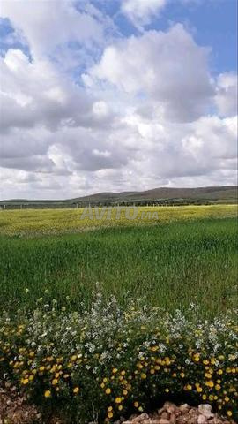 1 hectare 5703m région Marrakech 90min - 2