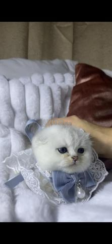 Scottish Fold - 2