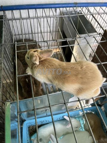 Lapin disponible - 2