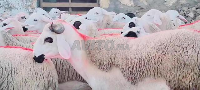 Bon mouton à vendre pour l'Aïd