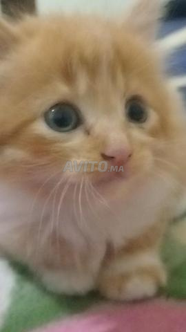 Chat Maïkon à vendre - 2
