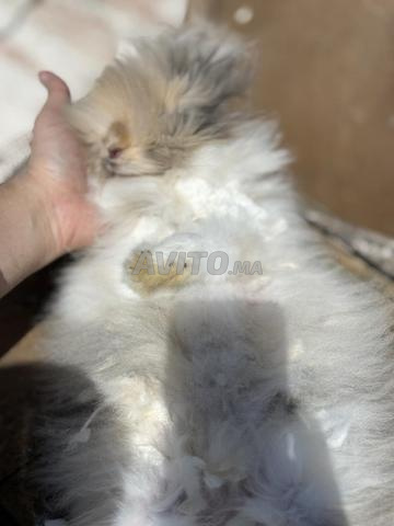 Lapin Angora - 2