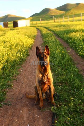 بيت للكلاب - 2