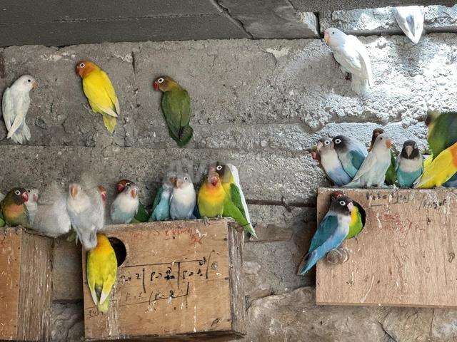 إنفصلاب بالجملة - 2