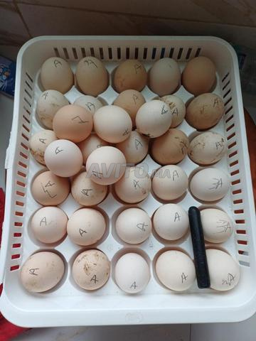 Oeufs Australorp - 2