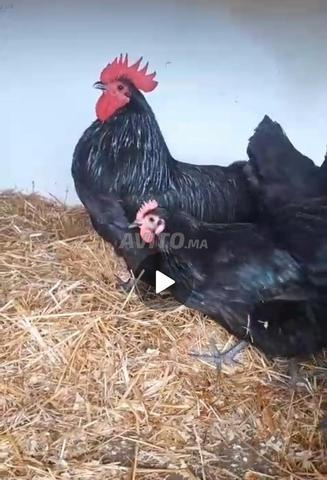 Oeufs Australorp