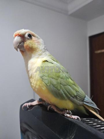 Conure molina mooncheek dressé - 2