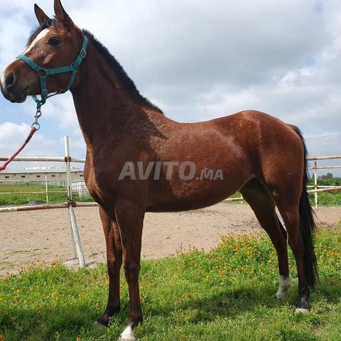 chevaux à vendre - 2