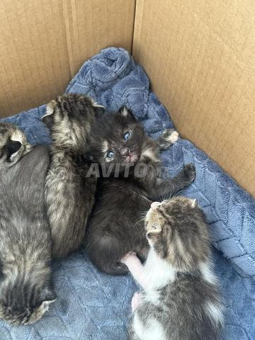 Chaton à vendre - 2