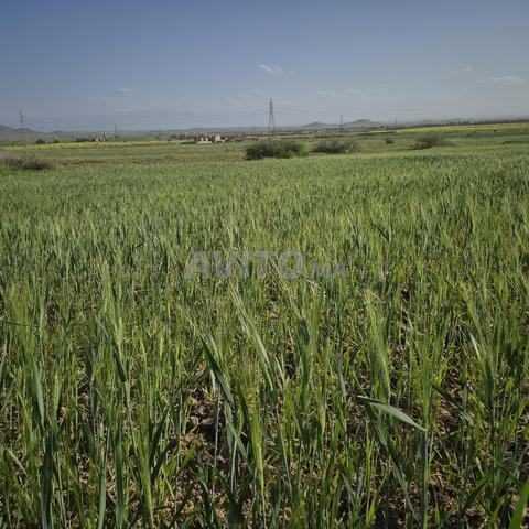 Terrain titré 17 km Marrakech