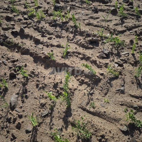 Terrain titré 17 km Marrakech - 2