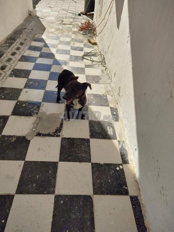 Caniche Babouche - 2