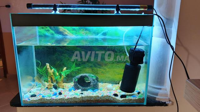 حوض سمك مع سمكة