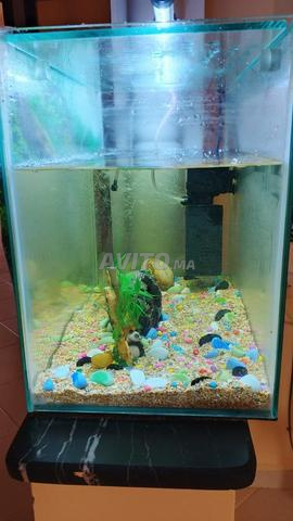حوض سمك مع سمكة - 2