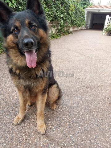 Berger Allemand - 2
