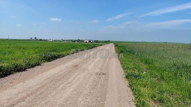 2.62 ha titrés à Benslimane zyayda - 2