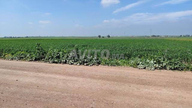3 ha titré à Benslimane commune zyayda