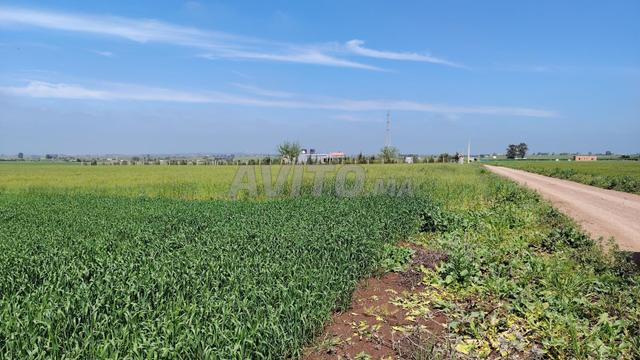 3 ha titré à Benslimane commune zyayda - 2