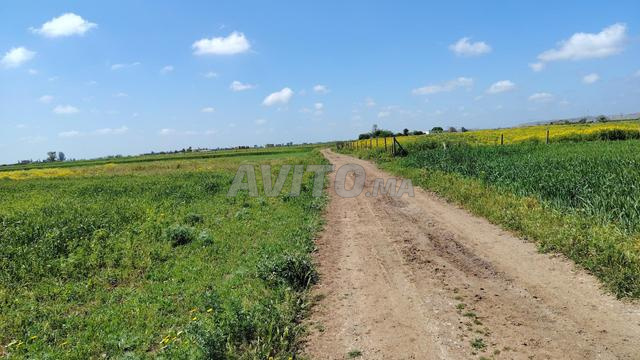 1.15 هكتار مسجل بعين لكصاب بنسليمان - 2