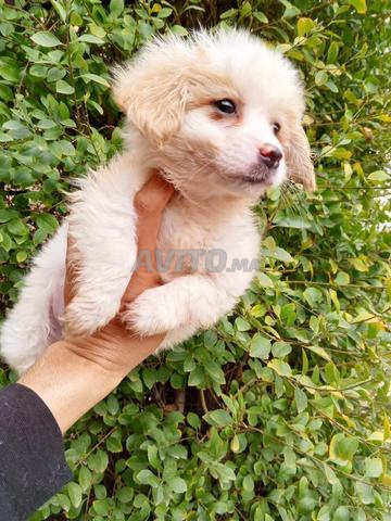 caniche adoption - 2