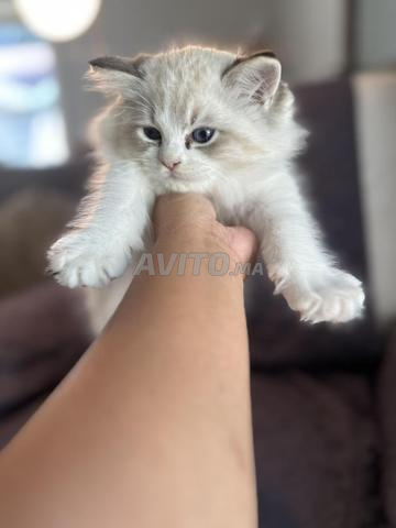 Chaton Ragdoll 45 jours