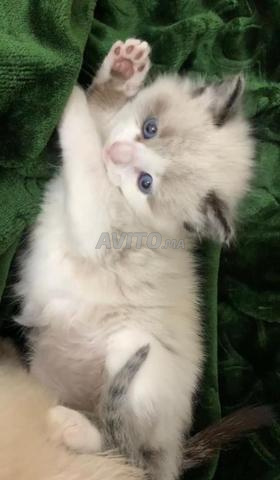 Chaton Ragdoll 45 jours - 2
