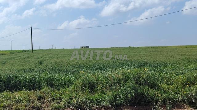 هكتار واحد مسجل على الطريق في بنسليمان - 2