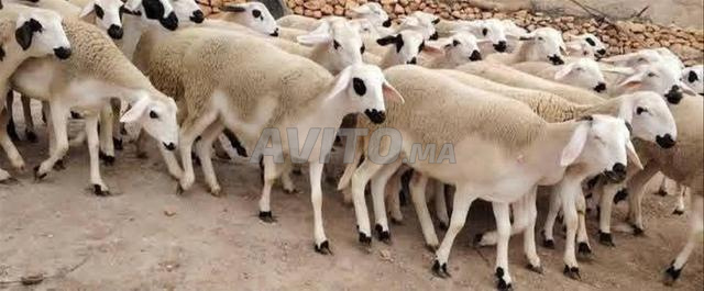 حولية صردية ضارة