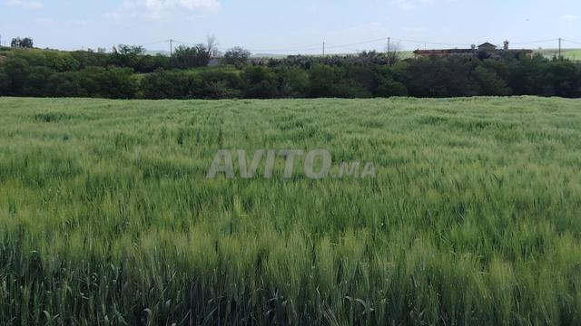 مزرعة 2.6 هكتار مع منزل - إطلالة بانورامية-