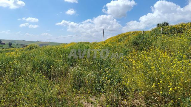 مزرعة 2.6 هكتار مع منزل - إطلالة بانورامية-