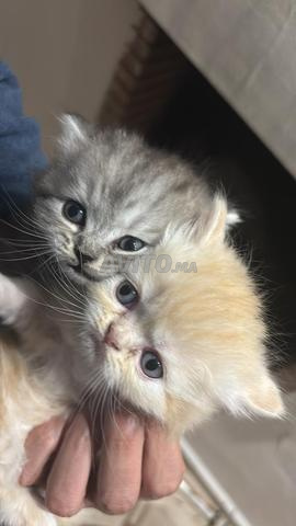 3 chatons British longhair et chat femelle - 2