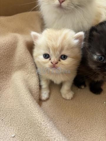 3 chatons British longhair et chat femelle