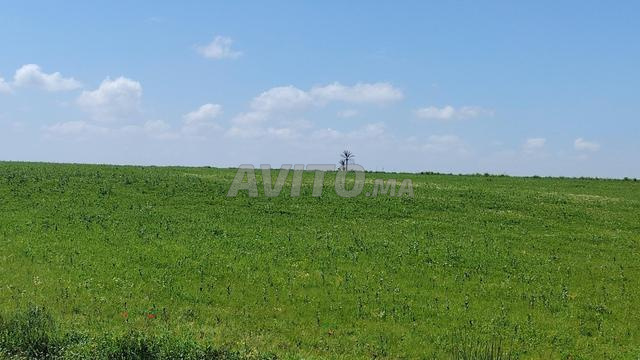 12 Hectares – Titré & Façade Goudronnée – Benslimane - 2