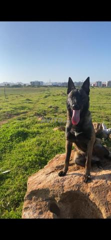 مانويل شاربوني بأوراقها - 2