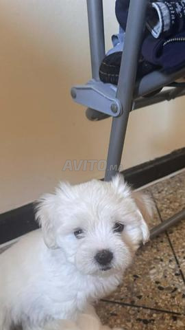 بيشون مالطي - 2