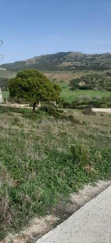 Terrain à Ain Said - 2