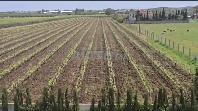 مزرعة 4 هكتار مع فيلا للبيع