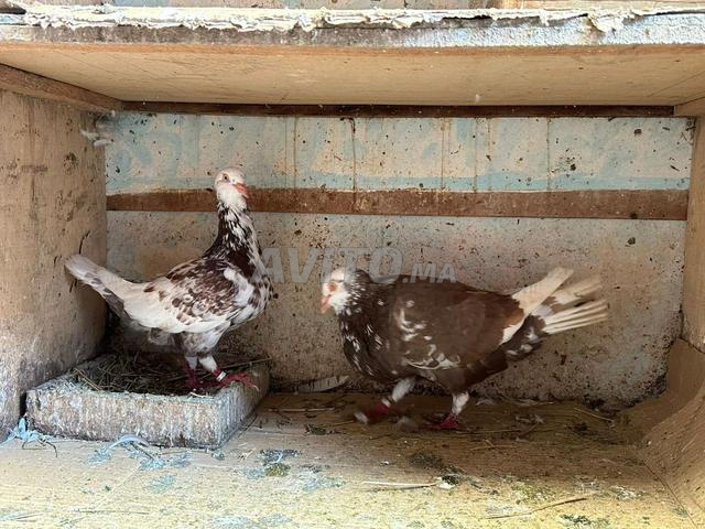 حمام سلالة أصيلة - 2