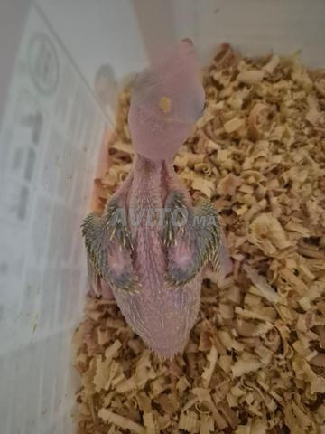 طفل أولي لاسوينج لاتينوس - 2