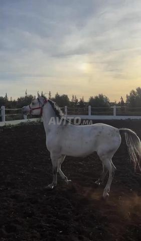 حصان عربي أصيل