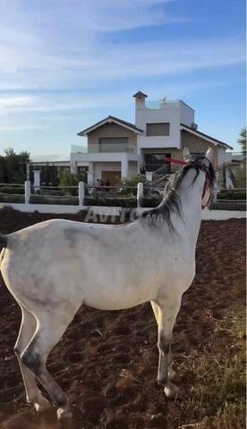 حصان عربي أصيل - 2