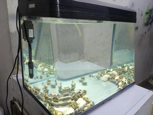 حوض جيبو 50 سم - 2